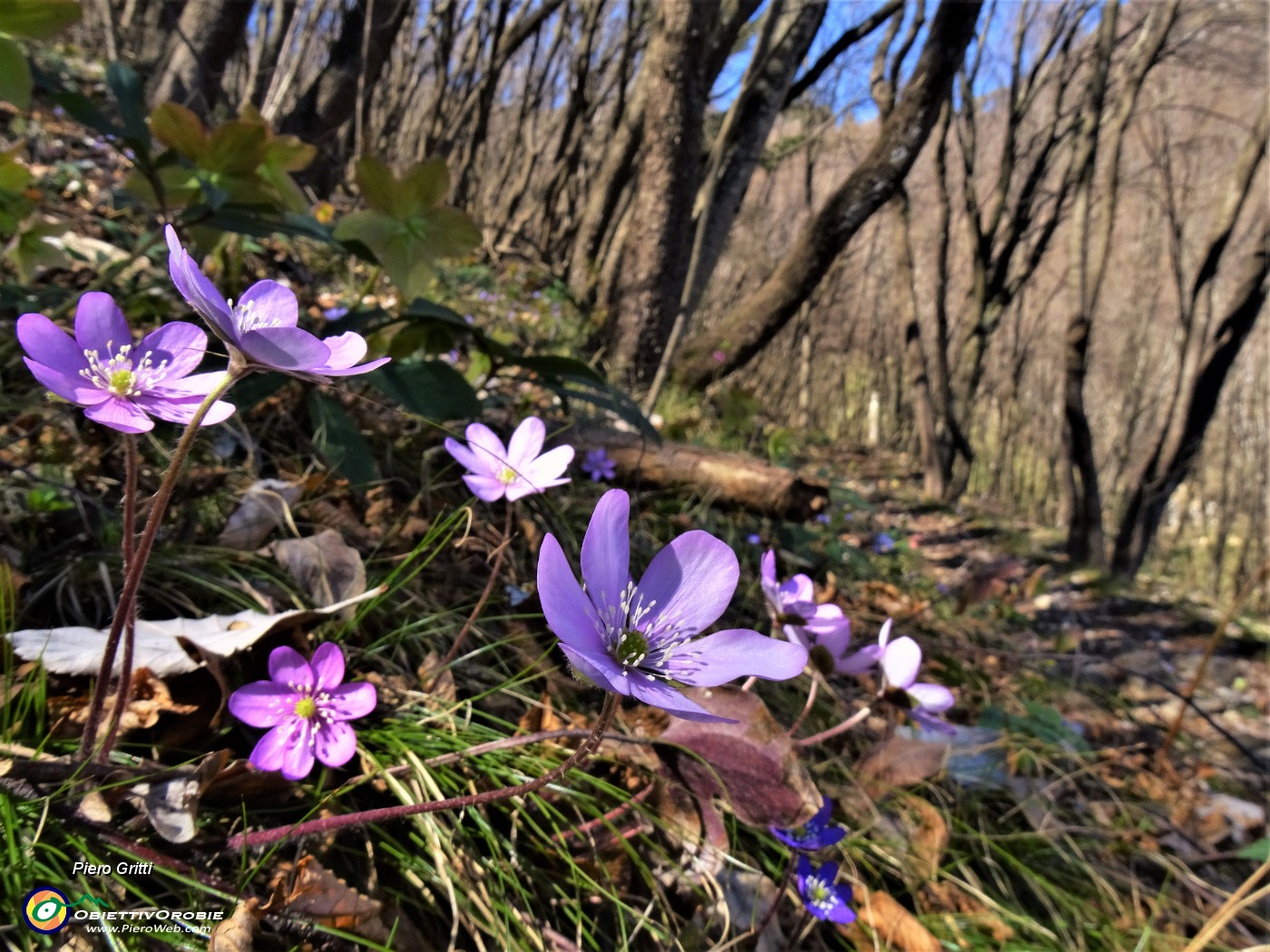 20 Hepatica nobilis (Erba trinita).JPG